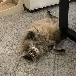 Meet your Posher, Griffin